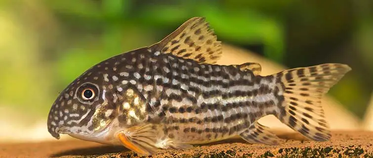 cory catfish pets at home