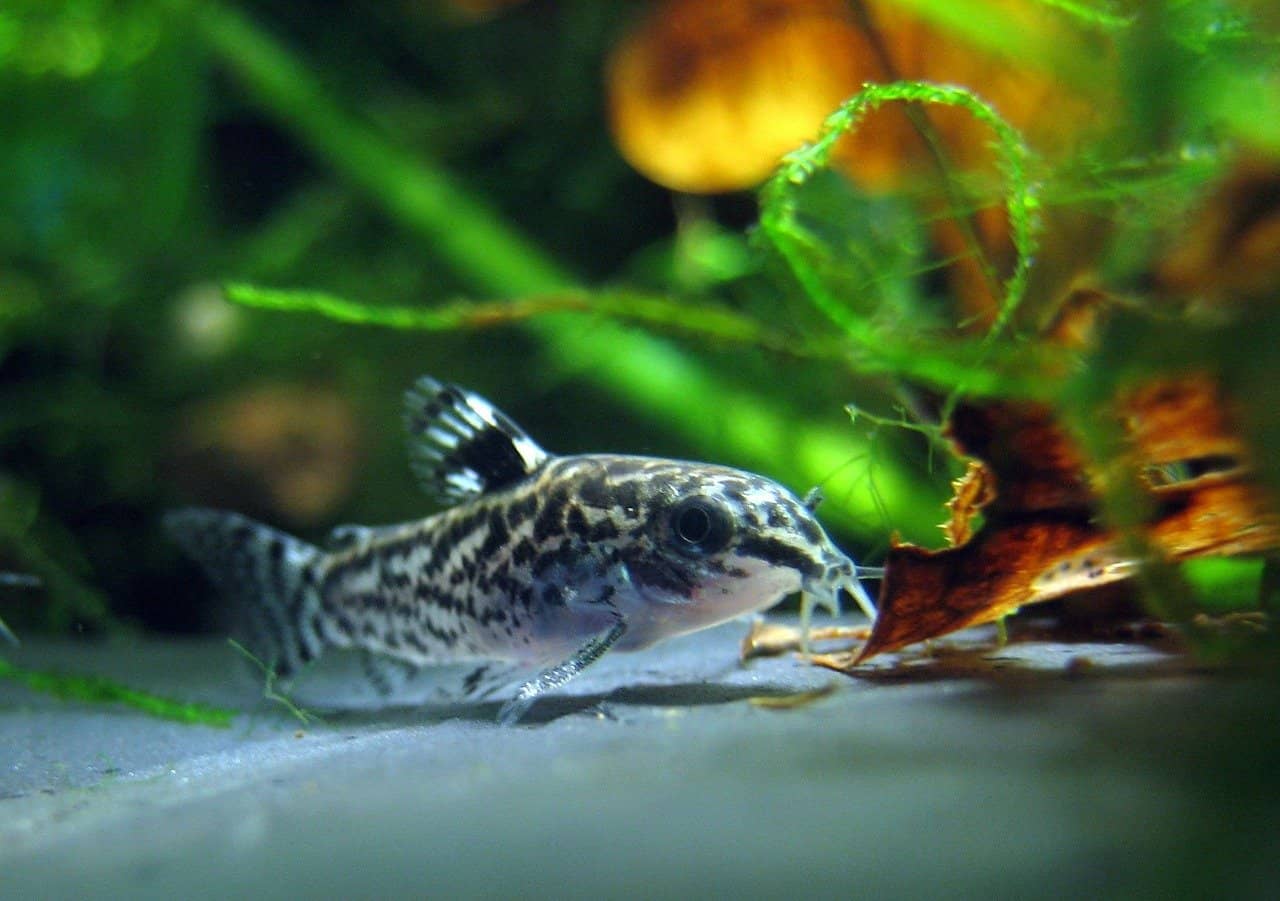 Can you keep bristlenose plecos with cory catfish? My Pets Daily