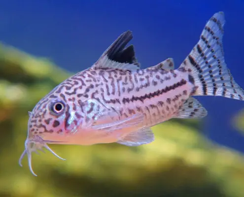 Cory Catfish in a fish tank