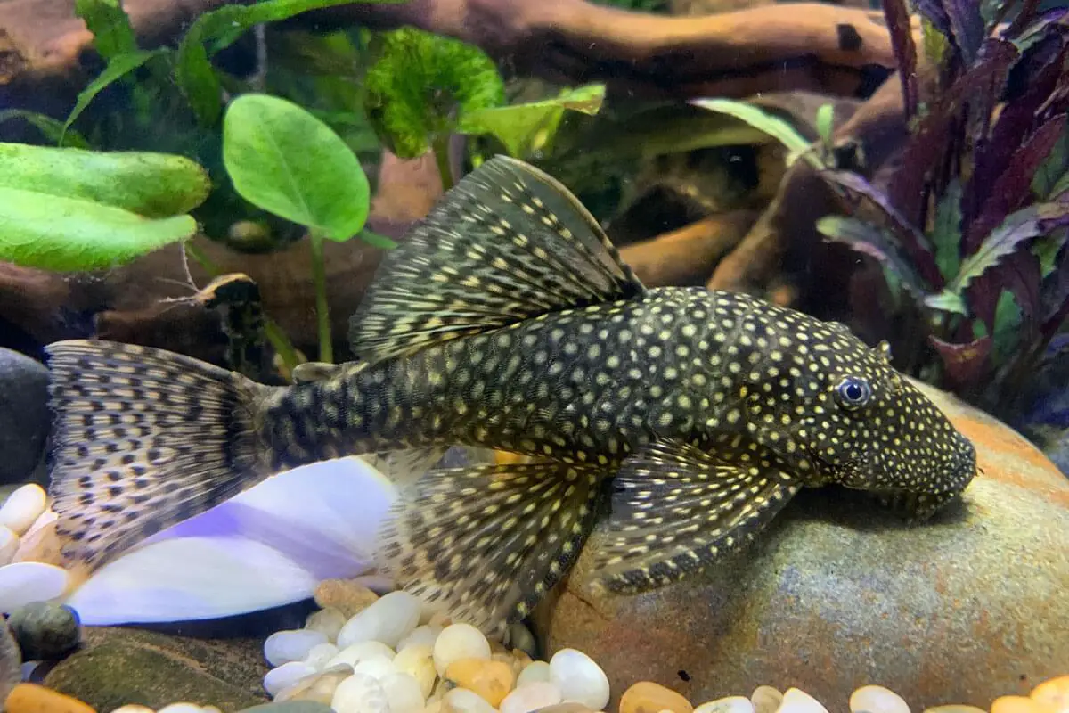 Common questions and answers about Bristlenose Plecos - My Pets Daily